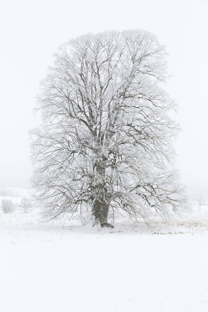 Δέντρο καλυμμένο με παγετό σε ένα τοπίο με ομίχλη - Φωτογραφία, εικόνα