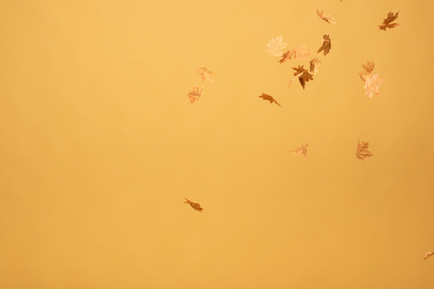 folhas de bordo douradas caindo isoladas em amarelo
 - Foto, Imagem