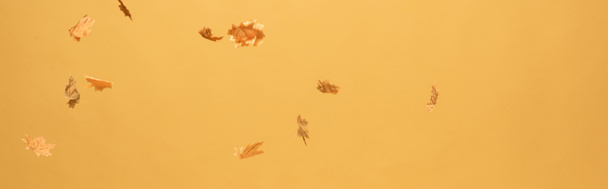 panoraama laukaus kultainen vaahtera lehdet putoavat alas eristetty keltainen
 - Valokuva, kuva