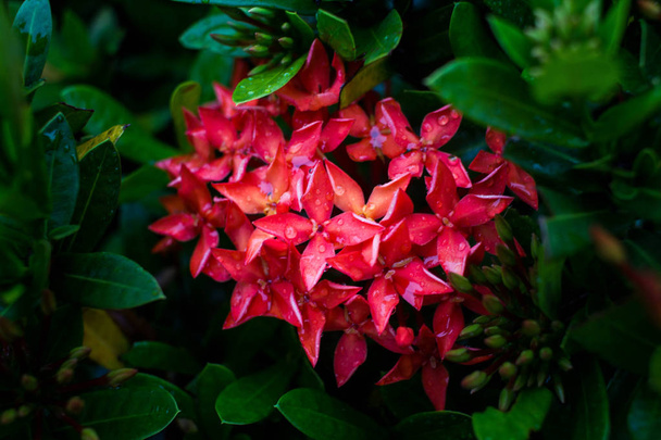 Vízcseppek a virág Ixora vörös eső után - Fotó, kép