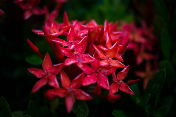Gotas de água na flor Ixora vermelho após a chuva
 - Foto, Imagem