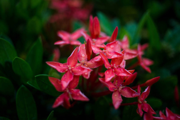 Vízcseppek a virág Ixora vörös eső után - Fotó, kép