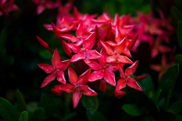 Gotas de agua en la flor Ixora rojo después de la lluvia
 - Foto, imagen