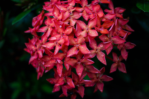 Gotas de agua en la flor Ixora rojo después de la lluvia
 - Foto, imagen