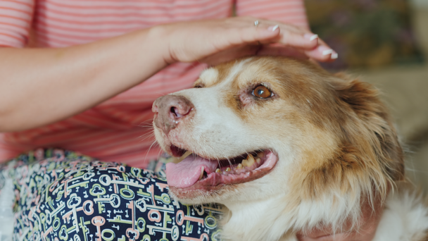 The owner strokes the head of his dog Australian Shepherd breed - Filmagem, Vídeo