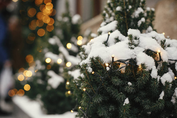 Noel sokak dekoru. Altın festiv ile şık noel ağaçları - Fotoğraf, Görsel