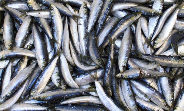 Sardines fraîches
 - Photo, image