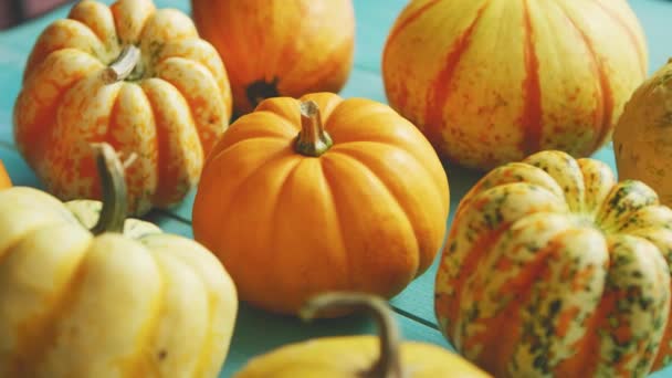 Pumpkins laid in row on table - Footage, Video