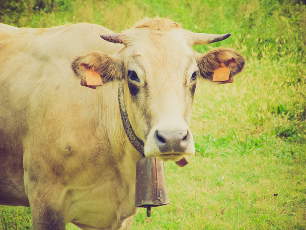 レトロな牛の写真 - 写真・画像