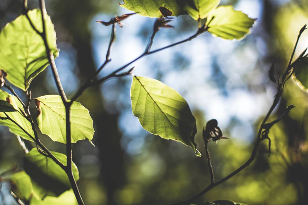 Селективный снимок крупным планом зеленых листьев на ветке с размытым фоном
 - Фото, изображение
