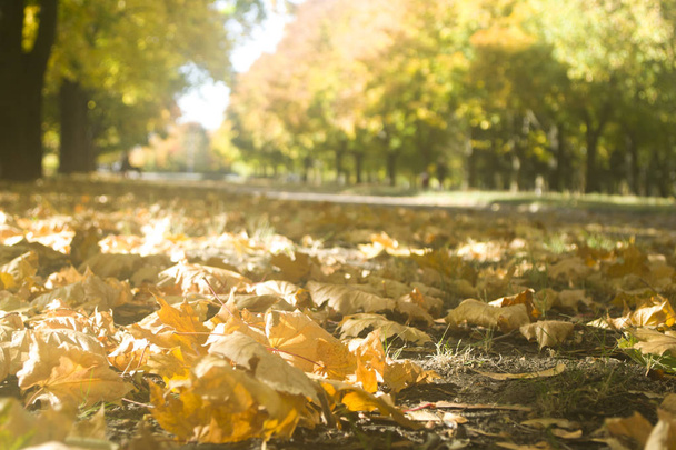 осінь в міському парку
. - Фото, зображення