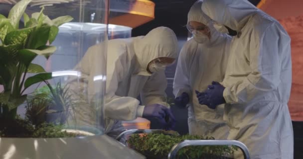 Επιστήμονες που εξετάζουν σπορόφυτα σε ένα εργαστήριο - Πλάνα, βίντεο