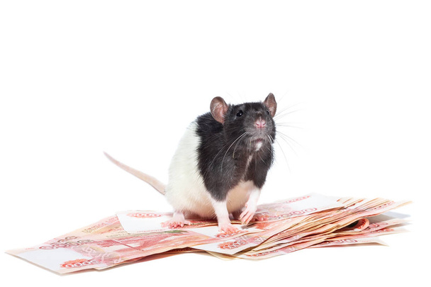 Rat with money - Foto, Imagem
