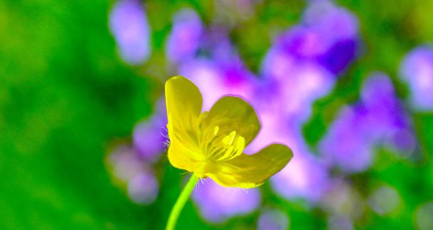 kwiat rzepik, Ranunculus bulwkowy, - Zdjęcie, obraz