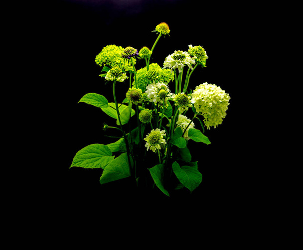 Green flowers on a dark background. Bouquet of green flowers on a dark background. - Foto, Imagen
