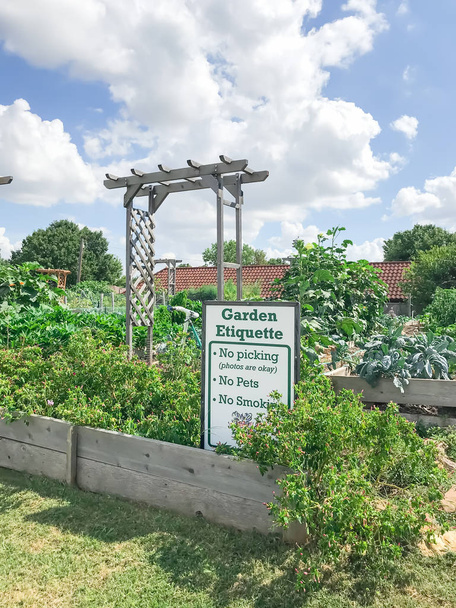 テキサス州ダラス近郊の緑の成熟した作物を持つ都市栽培コミュニティガーデン - 写真・画像