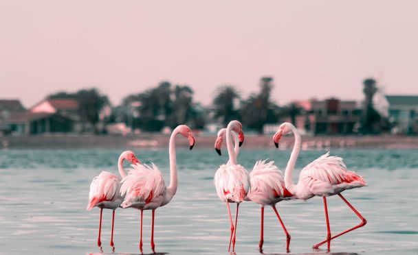 Wild african birds. Group birds of pink african flamingos  walking around the lagoon and looking for food - Photo, Image