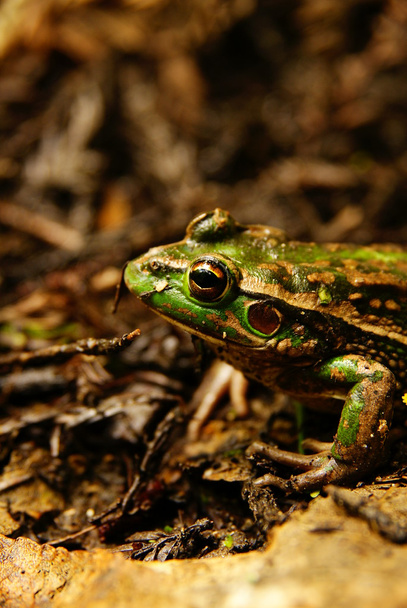 Southern Bell frog - Photo, Image
