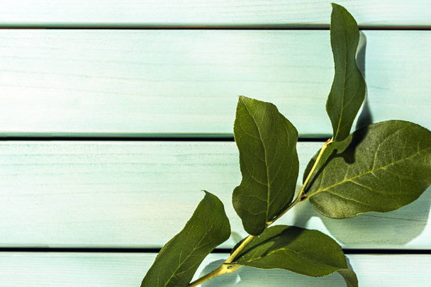 Зелене листя гілка на синій дерев'яний стіл, вид зверху і копіювати зображення простору - Фото, зображення