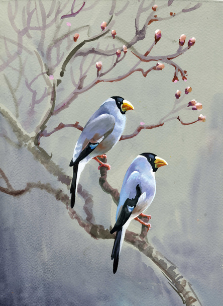 Malování ptáků kolekce jara - Fotografie, Obrázek