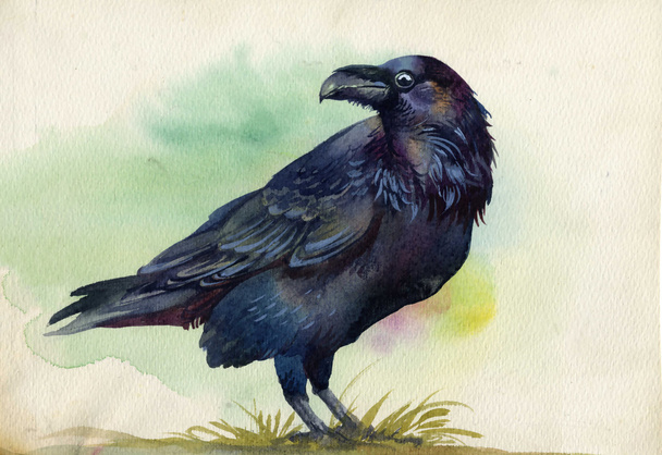 Negro cuervo acuarela pintura
 - Foto, imagen