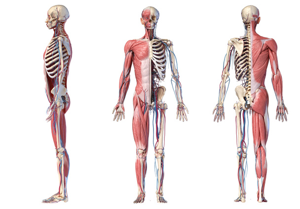 Ilustracja 3D ludzkiego pełnego szkieletu ciała z mięśniami, żyłami i tętnicami. - Zdjęcie, obraz