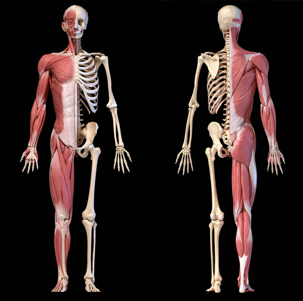 Anatómiája az emberi férfi izom-és csontrendszeri rendszerek, első és hátsó nézetek. - Fotó, kép