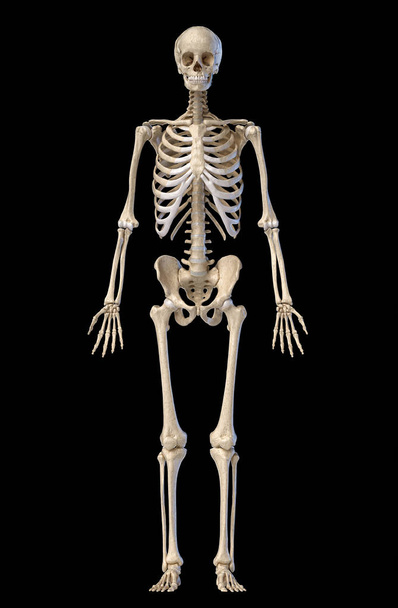 Homem esqueleto masculino figura completa. Vista frontal
. - Foto, Imagem
