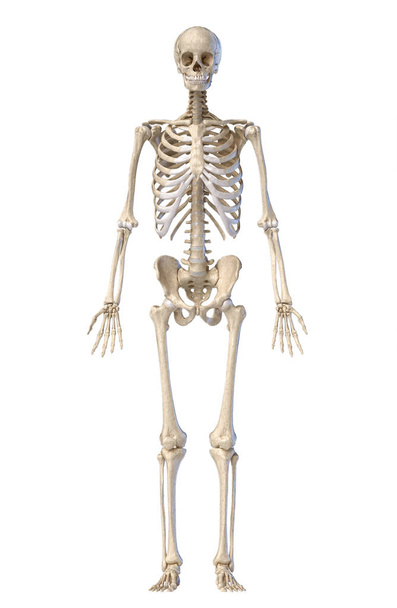 Human skeleton, full figure standing, front view. - Photo, Image