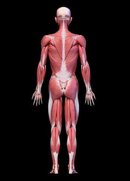 Human body, full figure male muscular system, rear view. - Photo, Image