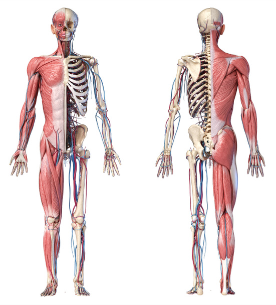 Ilustracja 3D ludzkiego pełnego szkieletu ciała z mięśniami, żyłami i tętnicami. - Zdjęcie, obraz