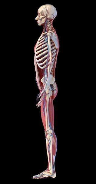 esqueleto de cuerpo completo humano con músculos, venas y arterias. Ilustración 3d
 - Foto, imagen