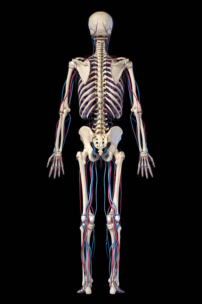 Menselijk lichaam anatomie. Skelet met aders en slagaders. Achteraanzicht. - Foto, afbeelding