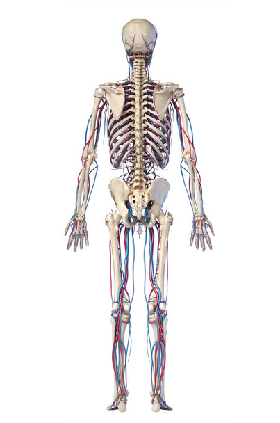 Human body anatomy. Skeleton with veins and arteries. Rear view. - Photo, Image