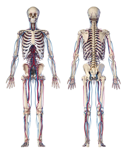 Anatomia ludzkiego ciała. Szkielet z żyłami i tętnicami. Widok z przodu i z tyłu. - Zdjęcie, obraz