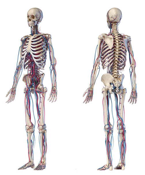 Menselijk lichaam anatomie. Skelet met aders en slagaders. Voor-en achterzijde perspectief weergaven. - Foto, afbeelding