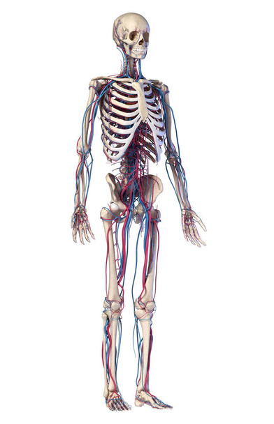 Η ανατομία του ανθρώπινου σώματος. Σκελετός με φλέβες και αρτηρίες. Μπροστινή προβολή προοπτικής. - Φωτογραφία, εικόνα