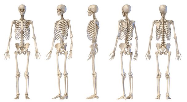 Emberi férfi csontváz teljes alakja. Öt nézet.  - Fotó, kép
