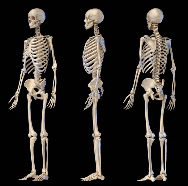 Ανθρώπινο αρσενικό σκελετό πλήρης φιγούρα. Τρεις προβολές.  - Φωτογραφία, εικόνα