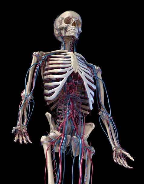 Ανθρώπινος σκελετός με φλέβες και αρτηρίες. 3/4 άνω μέρος, μπροστινή πλευρά. - Φωτογραφία, εικόνα