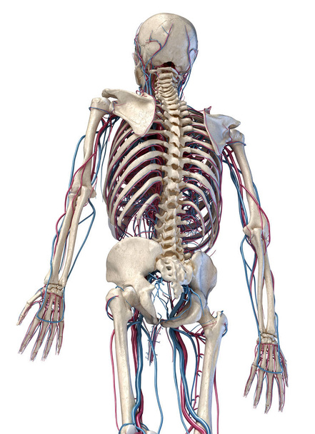 Ανθρώπινος σκελετός με φλέβες και αρτηρίες. 3/4 άνω μέρος, πίσω πλευρά. - Φωτογραφία, εικόνα