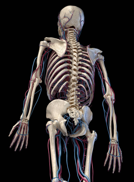 Ανθρώπινος σκελετός με φλέβες και αρτηρίες. 3/4 άνω μέρος, πίσω πλευρά. - Φωτογραφία, εικόνα