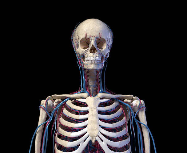 Human torso anatomy. Skeleton with veins and arteries. Front view. - Photo, Image