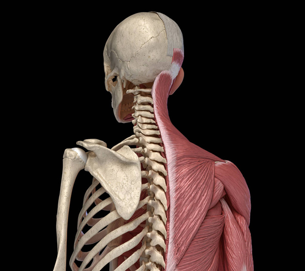Emberi test, törzs csontváz és izmos rendszerek, vissza perspektíva nézet. - Fotó, kép