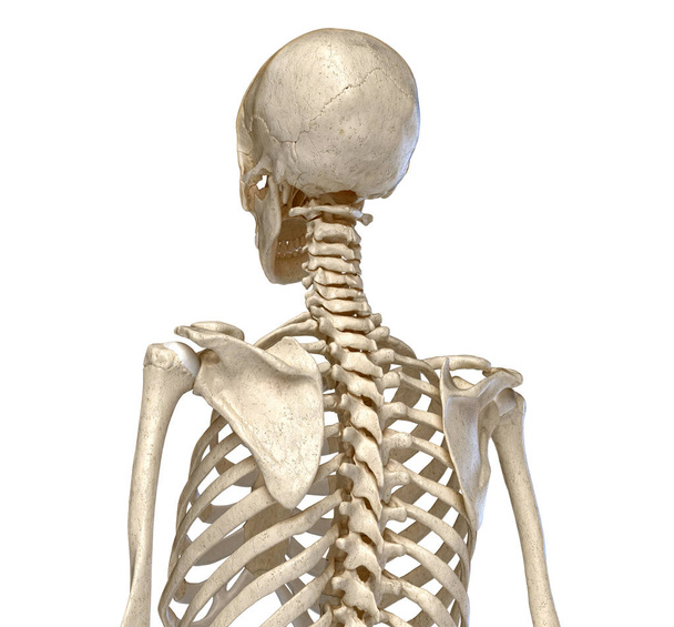 Az emberi anatómia, a csontváz-rendszer a törzs. Hátsó perspektivikus nézet. - Fotó, kép
