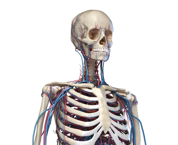 Anatomía del torso humano. Esqueleto con venas y arterias. Vista frontal de perspectiva
. - Foto, Imagen