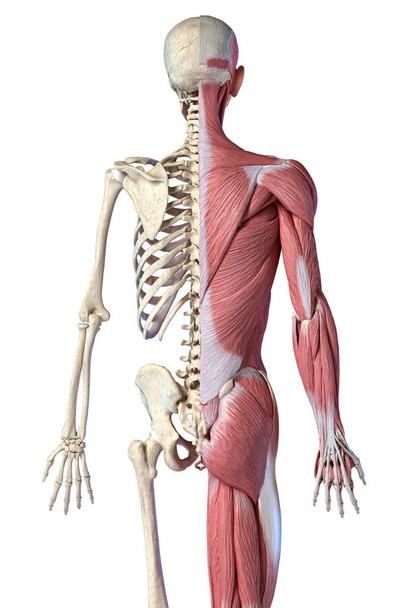Anatomia człowieka, 3/4 rysunek systemów mięśniowych i szkieletowych, widok z tyłu - Zdjęcie, obraz