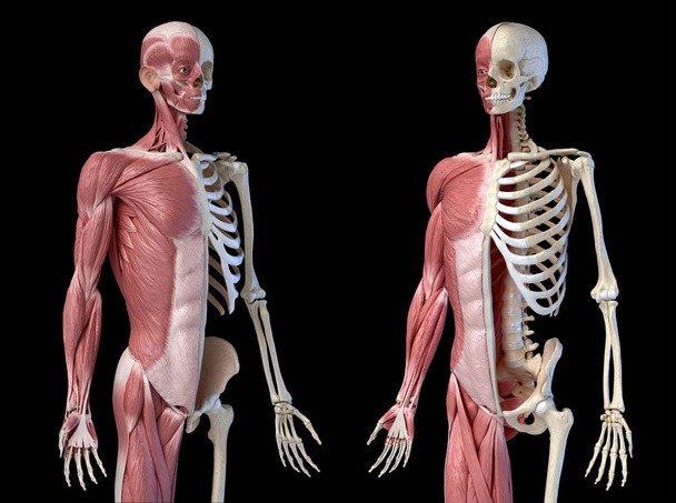 人間の男性の解剖学、3/4図の筋肉および骨格系、遠近の背部および正面図. - 写真・画像