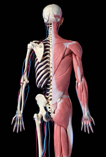 Скелет тіла людини 3/4 з м'язами, венами та артеріями. Вид ззаду
. - Фото, зображення