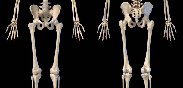Ανθρώπινη ανατομία, ισχίο, άκρα και χέρια σκελετοί. Μπροστινές και πίσω Προβολές. - Φωτογραφία, εικόνα